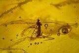 Four Fossil Flies (Diptera) In Baltic Amber #197746-2